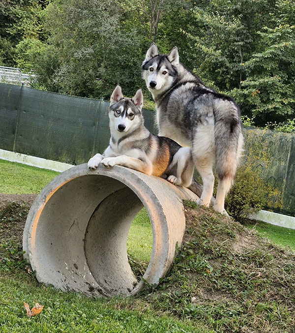 Zwei Huskys, Ganzkörperaufnahme